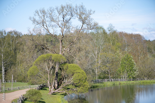 Ancient Trees Framing Bright Latvian Spring Landscape