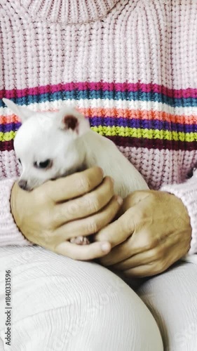 White Chihuahua puppy held in the arms of its owner in a tender close-up moment, expressing love, affection, cuddles, and the calming emotional connection of pet therapy and companionship