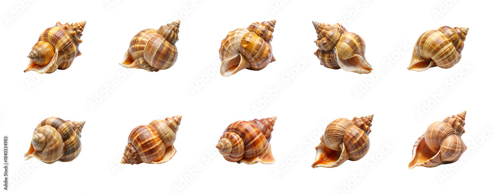 Fototapeta premium Collection of Whelk isolated on transparent background