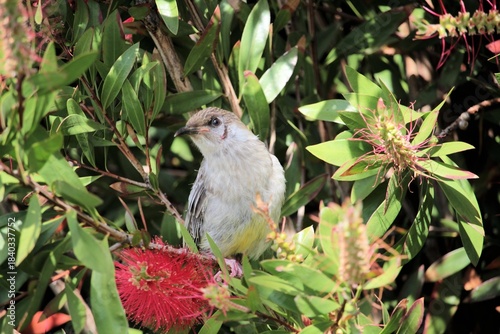 Billede på lærred Close-up of Red Wattlebird (Anthochaera carunculata) fledgling in callistemon bu