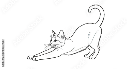Fototapeta White line art cat stretching on black background feline