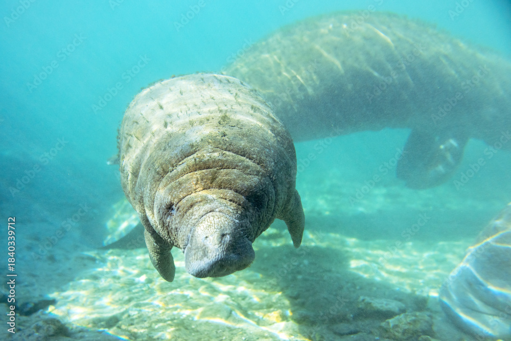 Fototapeta premium Florida manatees (Trichechus manatus latirostris) in Crystal River. Camera dipped from kayak while taking care not to disturb these protected mammals. Please follow all state/federal protection laws.