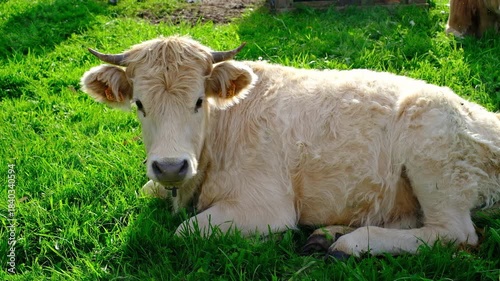 A light-colored, shaggy calf with small horns rests on bright green grass, looking at the camera.