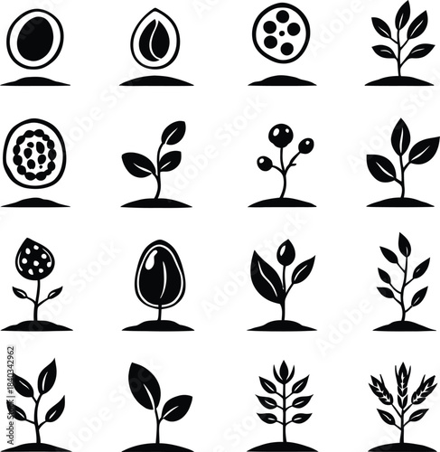 Monochrome Vector Illustration of Plant Growth Stages Depicted in Minimalist Style from Seed to Maturity, Representing Botanical Development, Agricultural Cycles, and Natural Life Progression