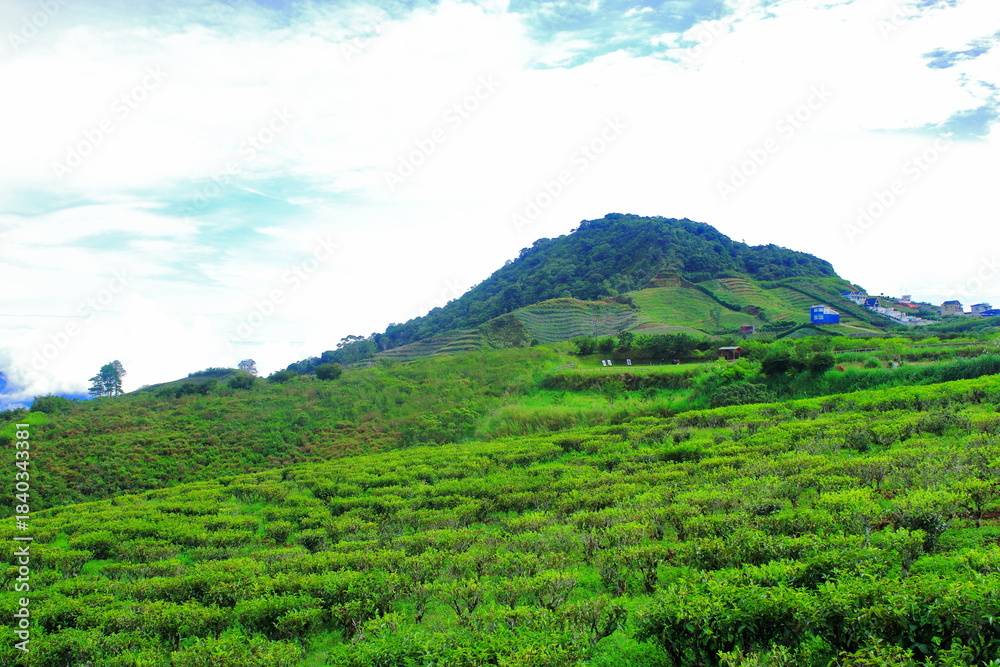 Obraz premium Lush Green Tea Plantation Field in Sunlight