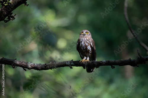 Foto A striking, detailed of a Brown Hawk owl, Brown boobook perched on a dark, mossy branch, set against a beautifully soft, blurred background of lush green tropical foliage