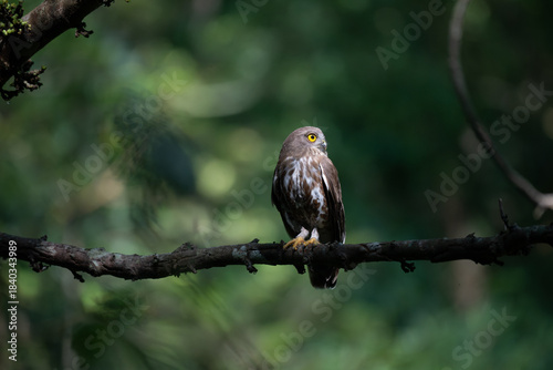 Foto A striking, detailed of a Brown Hawk owl, Brown boobook perched on a dark, mossy branch, set against a beautifully soft, blurred background of lush green tropical foliage