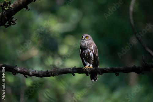 Schilderij op canvas A striking, detailed of a Brown Hawk owl, Brown boobook perched on a dark, mossy branch, set against a beautifully soft, blurred background of lush green tropical foliage