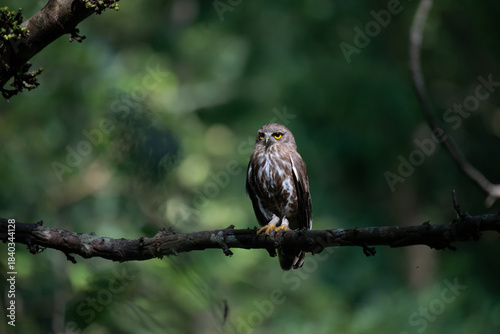 A striking, detailed of a Brown Hawk owl, Brown boobook perched on a dark, mossy branch, set against a beautifully soft, blurred background of lush green tropical foliage.