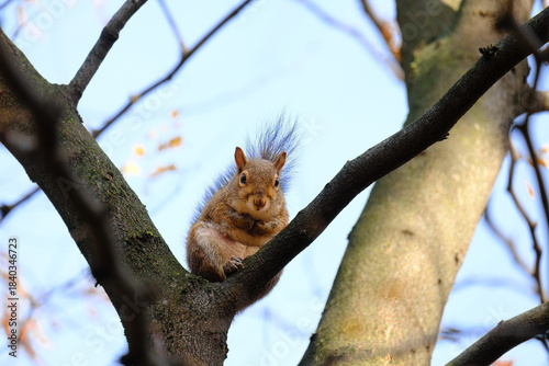 Autumn at Parco Sempione, Milan: a squirrel