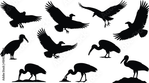 Bird silhouette vector illustration, vulture stork poses, flying landing walking birds, cad drawing flat vector illustration, wildlife icon design