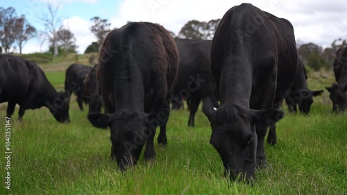 farming in tasmania australia. livestock in a meadow, sustainable carbon neutral farming being practiced. regenerative raised cows in a field