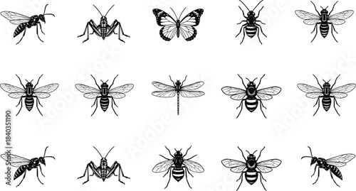 Detailed Insect Line Art Collection, Wasp, Cricket, Butterfly, Bee, and Dragonfly Set, Nature Bugs Outline Isolated on White Background, Entomology Drawing Flat Vector Illustration