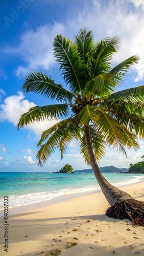 Tropical beach with a palm tree