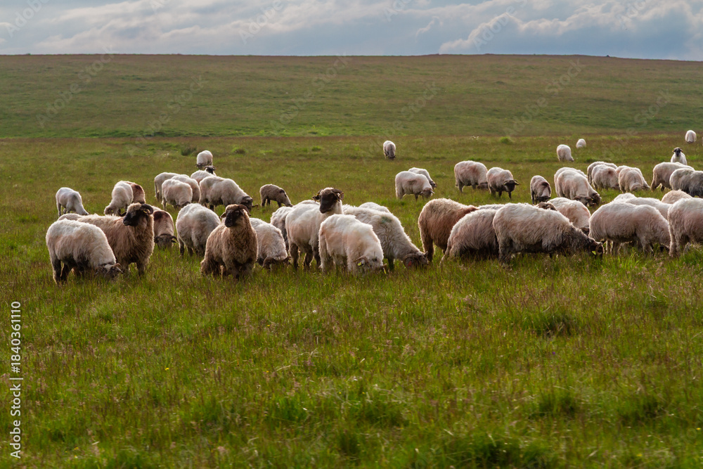 Fototapeta premium Animal husbandry. A large flock of sheep on a mountain pasture. Fagaras Mountains, Southern Carpathians, Romania