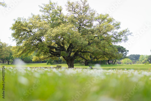 Fototapeta Naklejka Na Ścianę i Meble -  Park landscape with old oak tree and benches