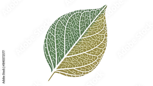 Detailed illustration of a leaf with a split color design.