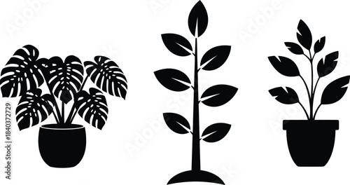 Black and white silhouette of three potted indoor plants with different leaf shapes
