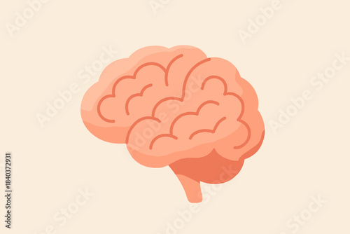 Brain illustration created in smooth soft style. The artwork shows rounded folds and gentle shading in warm colors