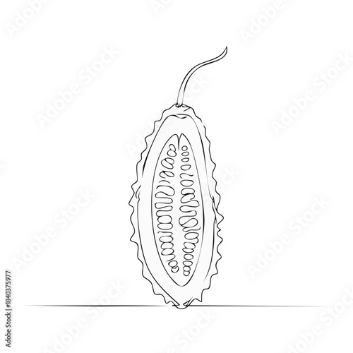 Illustration of a sliced bitter melon in black and white detailing seed arrangement and outer texture