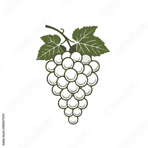 Illustration of Ripe White Grapes with Leaves Design for Wine or Food Related Concepts