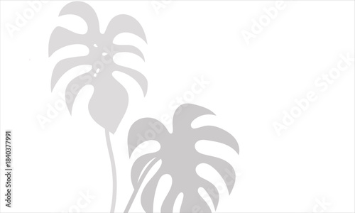 Monstera leaf shadow overlay on white background. Soft blurred shadow of monstera leaves cast on a white background, perfect for natural overlays, modern layouts, and subtle design accents.


