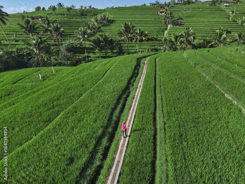 Female Tourist Walking in rice fields at sunny day.Jatiluwih rice terrace.Bali.Indonesia