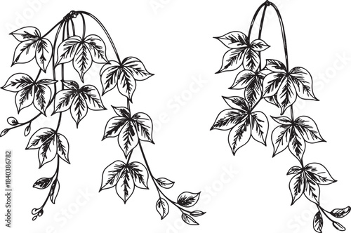 Hops leaves and branches hand drawn sketch decorative design element