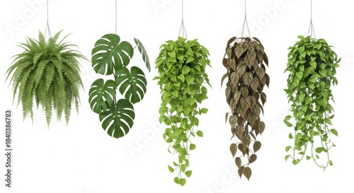 Collection of hanging houseplants isolated on white background