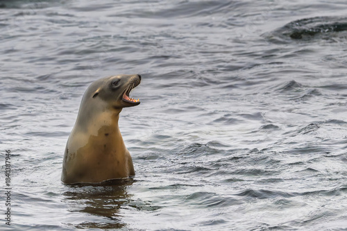 2024-09-24 A LONE ADULT SEA LION IN THE PACIFIC OCEAN NEAR THE LA JOLLA COVE LOOKING LEFT AND BEARING ITS TEETH