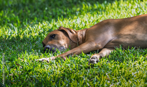 2024-09-24 A OLDER HOUND DOG LYING ON ITS SIDE RESTING ON A LUSH GREEN LAWN IN SAN DIEGO CALIFORNIA