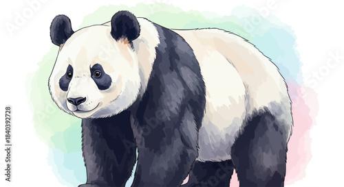 Giant Panda Bear Watercolor Illustration on a Soft Background
