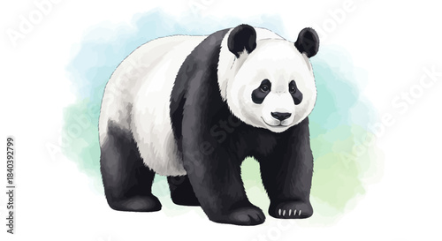 Cute Giant Panda Illustration with Watercolor Background