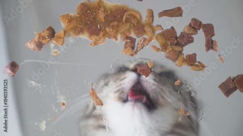 Happy Grey Cat Eating Wet Food Close-Up