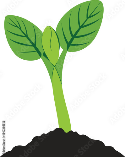 Green sprout with two leaves emerging from dark soil on white background seedling plant