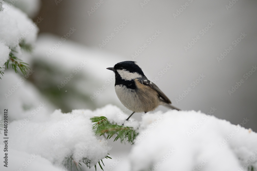 Fototapeta premium A small coal tit, with black head, white cheeks, and gray body, perches on a green evergreen branch covered in fresh white snow, looking to the left