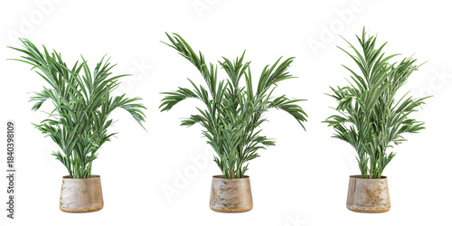 Three Potted Areca Palm or Parlor Palm Houseplants Isolated on White
