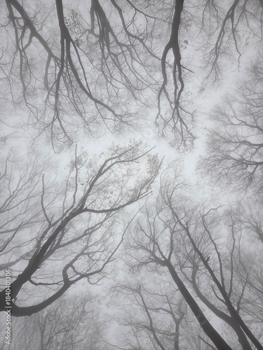 snow covered trees, Pale morning fog fills the forest, blurring branches and hiding the path ahead. The wet ground, mossy wood, and bare trees create a lonely, cinematic scene with dark natural beauty