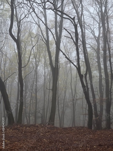 fog in the woods, Pale morning fog fills the forest, blurring branches and hiding the path ahead. The wet ground, mossy wood, and bare trees create a lonely, cinematic scene with dark natural beauty.