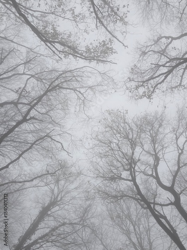Pale morning fog fills the forest, blurring branches and hiding the path ahead. The wet ground, mossy wood, and bare trees create a lonely, cinematic scene with dark natural beauty.