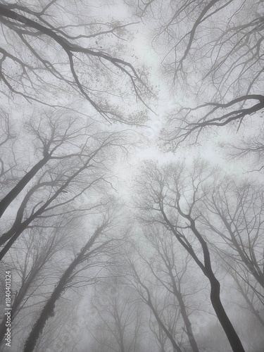 Photos Dense mist wraps around the forest, hiding the distance and leaving only shadows of bare trees