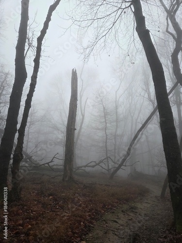 fog in the forest, Dense mist wraps around the forest, hiding the distance and leaving only shadows of bare trees. Wet bark, soft moss, and grey light create a deep, moody, atmospheric landscape.