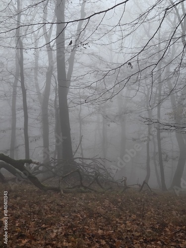 A silent woodland lost in heavy fog, where old trees stretch into the white sky and moss glows faintly on fallen branches. The mood is calm, cold, mysterious, and slightly haunting. 