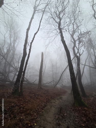 Dense mist wraps around the forest, hiding the distance and leaving only shadows of bare trees. Wet bark, soft moss, and grey light create a deep, moody, atmospheric landscape.