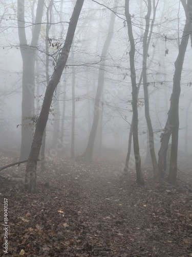 fog in the forest, Fog drifts through a quiet woodland, softening every tree and path. Bare trunks, wet moss, and grey light turn the forest into a calm, eerie place full of silence and mystery.