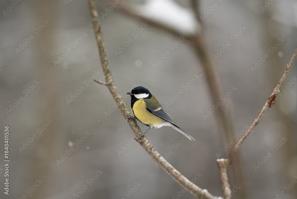 Fototapeta premium A small Great Tit bird with yellow and black feathers sits on a brown branch. It is a snowy day, and the background is a blur of trees and falling snow