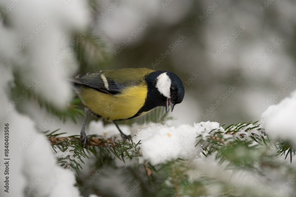 Naklejka premium A colorful Great Tit, a small bird with yellow and black feathers, perches on a snow covered branch of a pine tree on a cold winter day