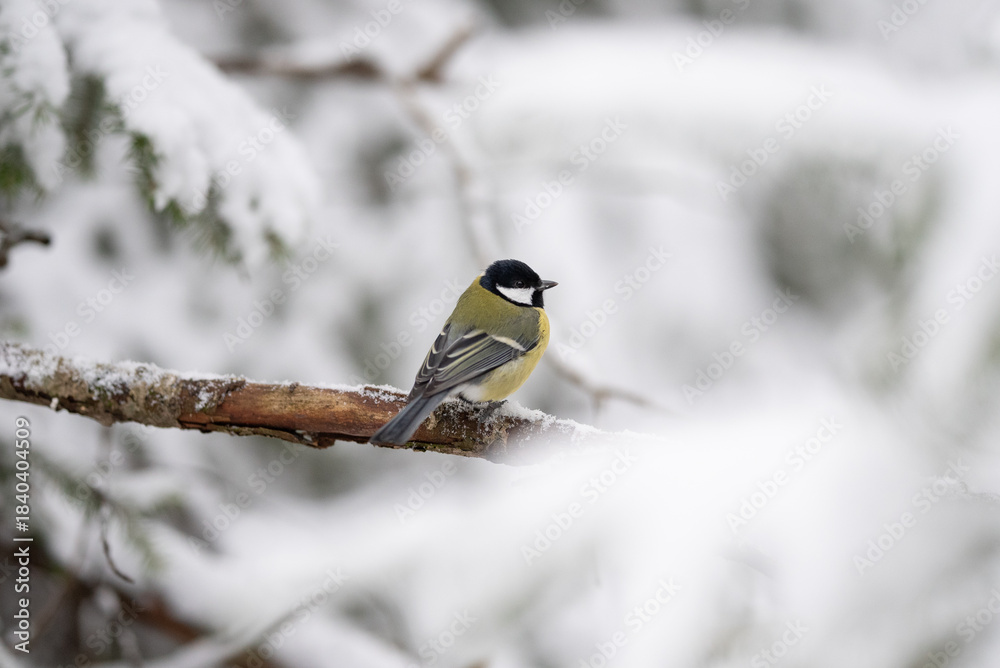 Naklejka premium A Great Tit, a small bird with black head and yellow chest, is perched on a branch covered in snow during wintertime. The forest is blanketed with snow