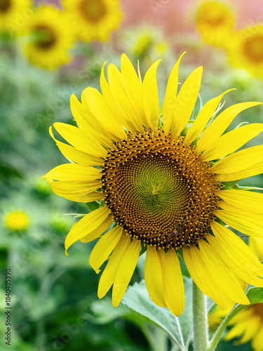 Honey bee collecting pollen on sunflower blossom in garden. A bee collects nectar and pollinates sunflowers in field. Bee feeds on sunflower with green leaves in background. Nature seasonal background