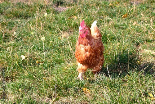 braunes Huhn rennt
